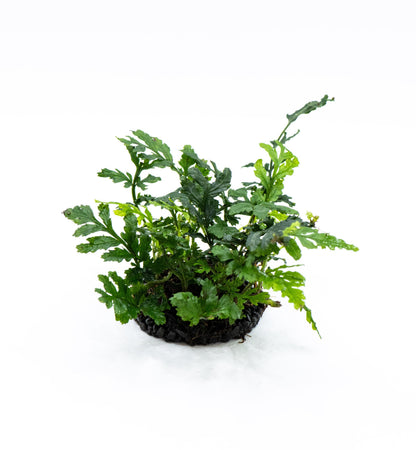 Bolbitis Difformis Mini on Nutripad | Rare Live Aquarium Fern | Ready to Plant | Low Light | Shrimp Tank