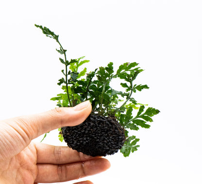Bolbitis Difformis Mini on Nutripad | Rare Live Aquarium Fern | Ready to Plant | Low Light | Shrimp Tank