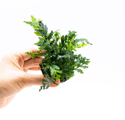 Bolbitis Difformis Mini on Nutripad | Rare Live Aquarium Fern | Ready to Plant | Low Light | Shrimp Tank
