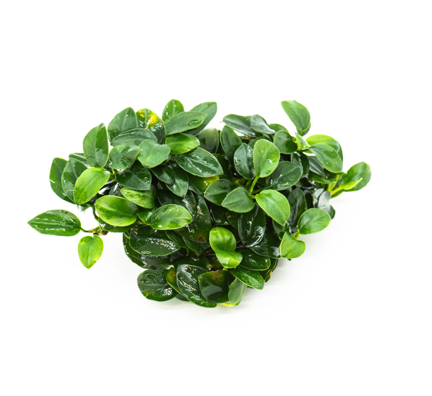 Anubias Nana Bonsai Japan Clump | Rare Live Aquarium Plant | Low Light Shrimp Safe | Driftwood Epiphyte Tank