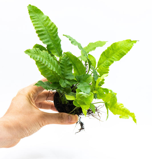 Bolbitis Heteroclita on Nutripad | Rare Live Aquarium Fern | Low Light Easy Care | Shrimp Safe Planted Tank