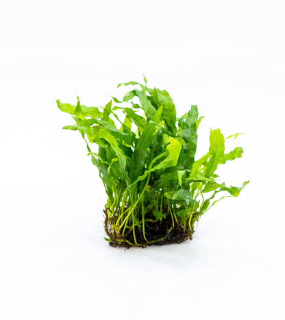Java Fern Nymph on Nutripad | Rare Live Aquarium Plant | Low Light Easy Care | Shrimp Safe Planted Tank