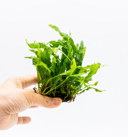 Java Fern Nymph on Nutripad | Rare Live Aquarium Plant | Low Light Easy Care | Shrimp Safe Planted Tank