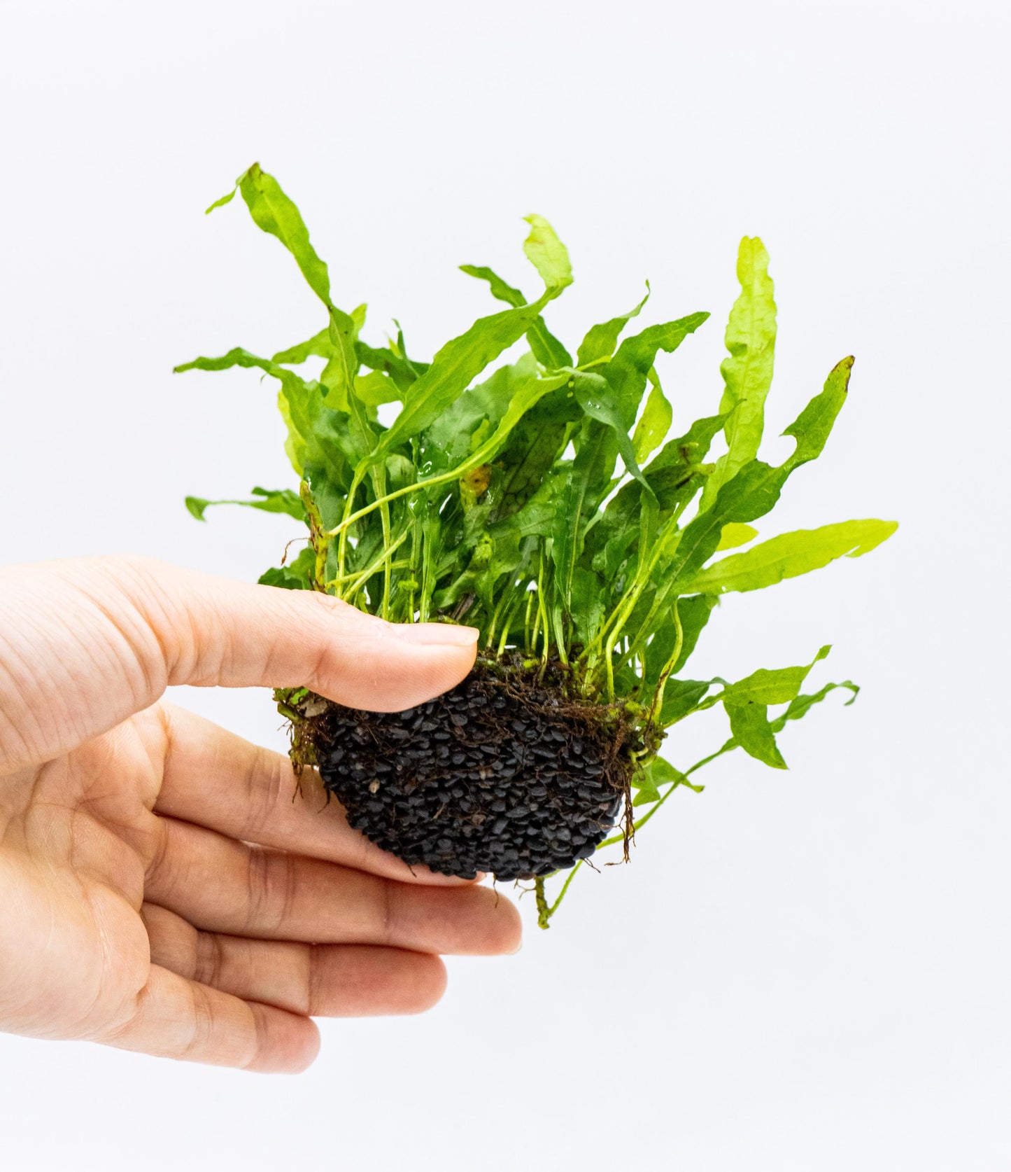 Java Fern Nymph on Nutripad | Rare Live Aquarium Plant | Low Light Easy Care | Shrimp Safe Planted Tank