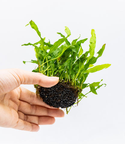 Java Fern Nymph on Nutripad | Rare Live Aquarium Plant | Low Light Easy Care | Shrimp Safe Planted Tank
