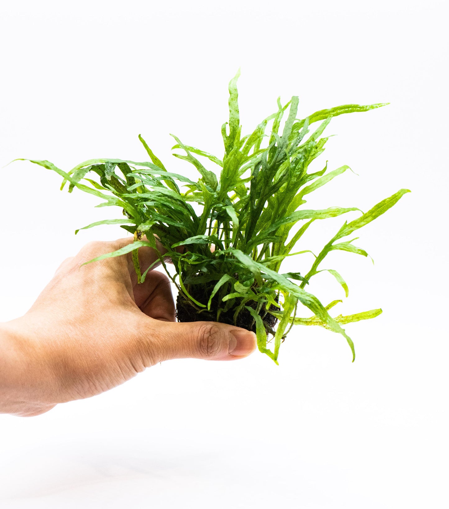 Java Fern 'Trident' on Nutripad
