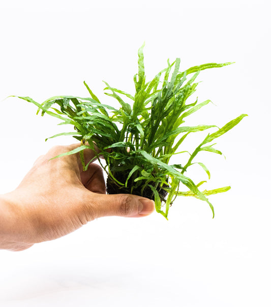 Java Fern Trident on Nutripad | Rare Live Aquarium Plant | Low Light Easy Care | Shrimp Safe Planted Tank