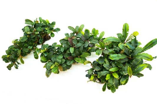 Bucephalandra Clump on Nutripad | Live Aquarium Plant Ready to Plant | Rare Rhizome | Shrimp Tank | No Soil Needed | Easy Care