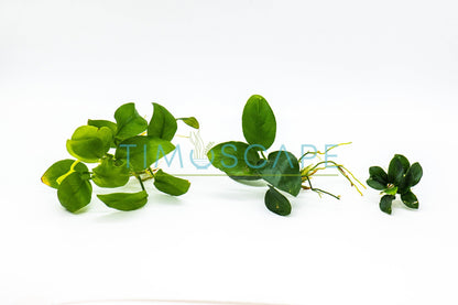 Live Anubias Aquarium Plant Bundle - Easy Care Low Light Fish Tank Plants Shrimp Safe Freshwater Planted Tank