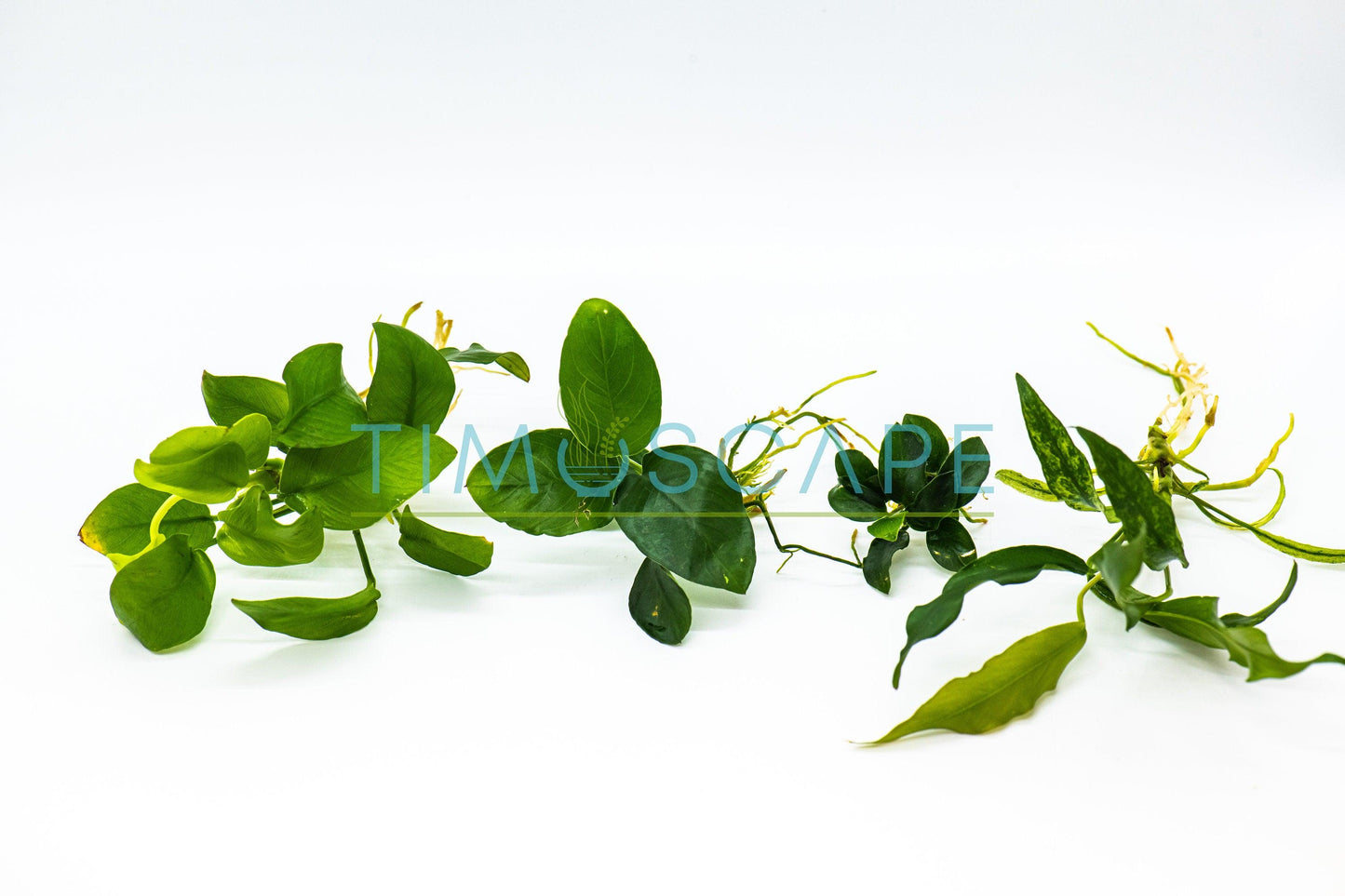 Live Anubias Aquarium Plant Bundle - Easy Care Low Light Fish Tank Plants Shrimp Safe Freshwater Planted Tank
