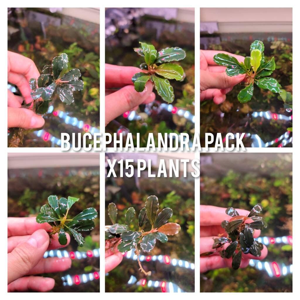 15 Random Bucephalandra Plants | Rare Live Aquarium Buce Collection | Shrimp Safe Fish Tank | Planted Tank