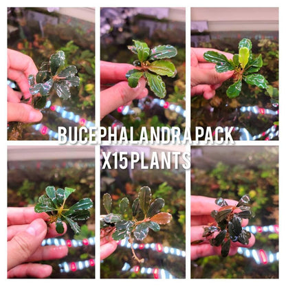 15 Random Bucephalandra Plants | Rare Live Aquarium Buce Collection | Shrimp Safe Fish Tank | Planted Tank