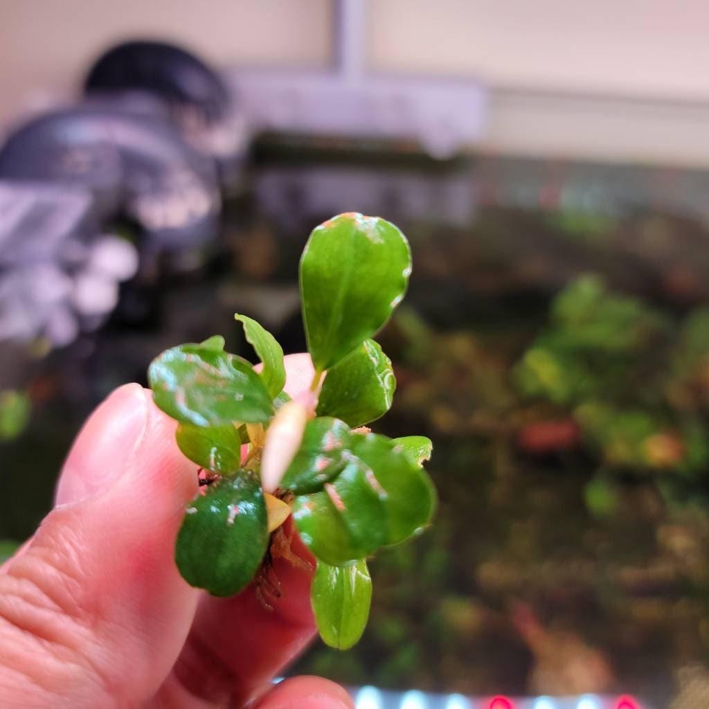 15 Random Bucephalandra Plants | Rare Live Aquarium Buce Collection | Shrimp Safe Fish Tank | Planted Tank