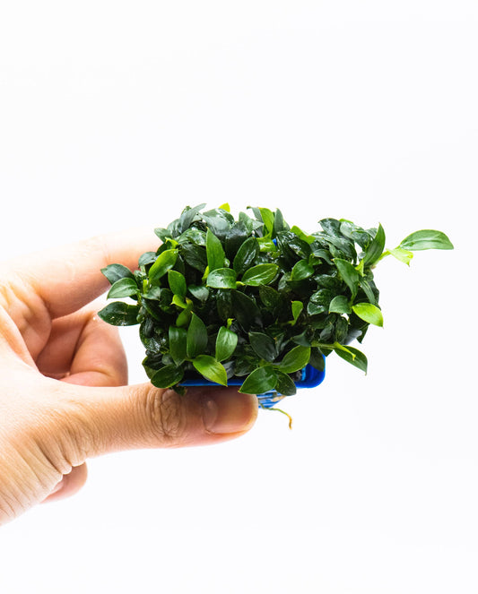 Rare Anubias Nana Pangolino | Live Aquarium Plant | Low Light Easy Care | Shrimp Safe Nano Tank Planted Tank