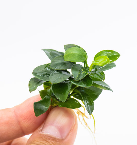 Live Anubias Aquarium Plant Bundle - Easy Care Low Light Fish Tank Plants Shrimp Safe Freshwater Planted Tank