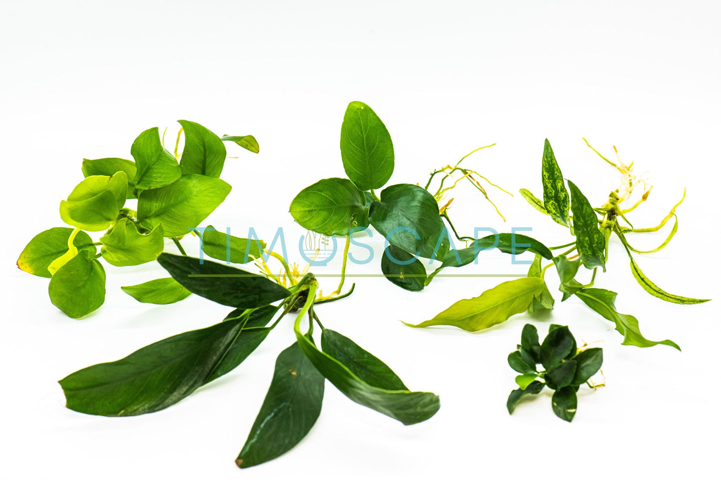 Live Anubias Aquarium Plant Bundle - Easy Care Low Light Fish Tank Plants Shrimp Safe Freshwater Planted Tank
