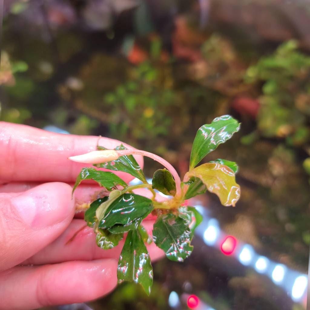 15 Random Bucephalandra Plants | Rare Live Aquarium Buce Collection | Shrimp Safe Fish Tank | Planted Tank