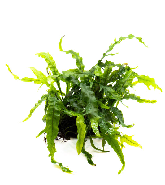 Java Fern Fork Leaf on Nutripad | Rare Live Aquarium Plant | Low Light Easy Care | Shrimp Safe Planted Tank