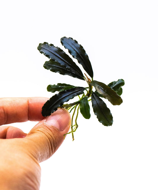 Bucephalandra Sp. Brownie Ghost | Rare Live Buce Aquarium Plant | Submerged Epiphyte for Driftwood | Shrimp Safe Tank