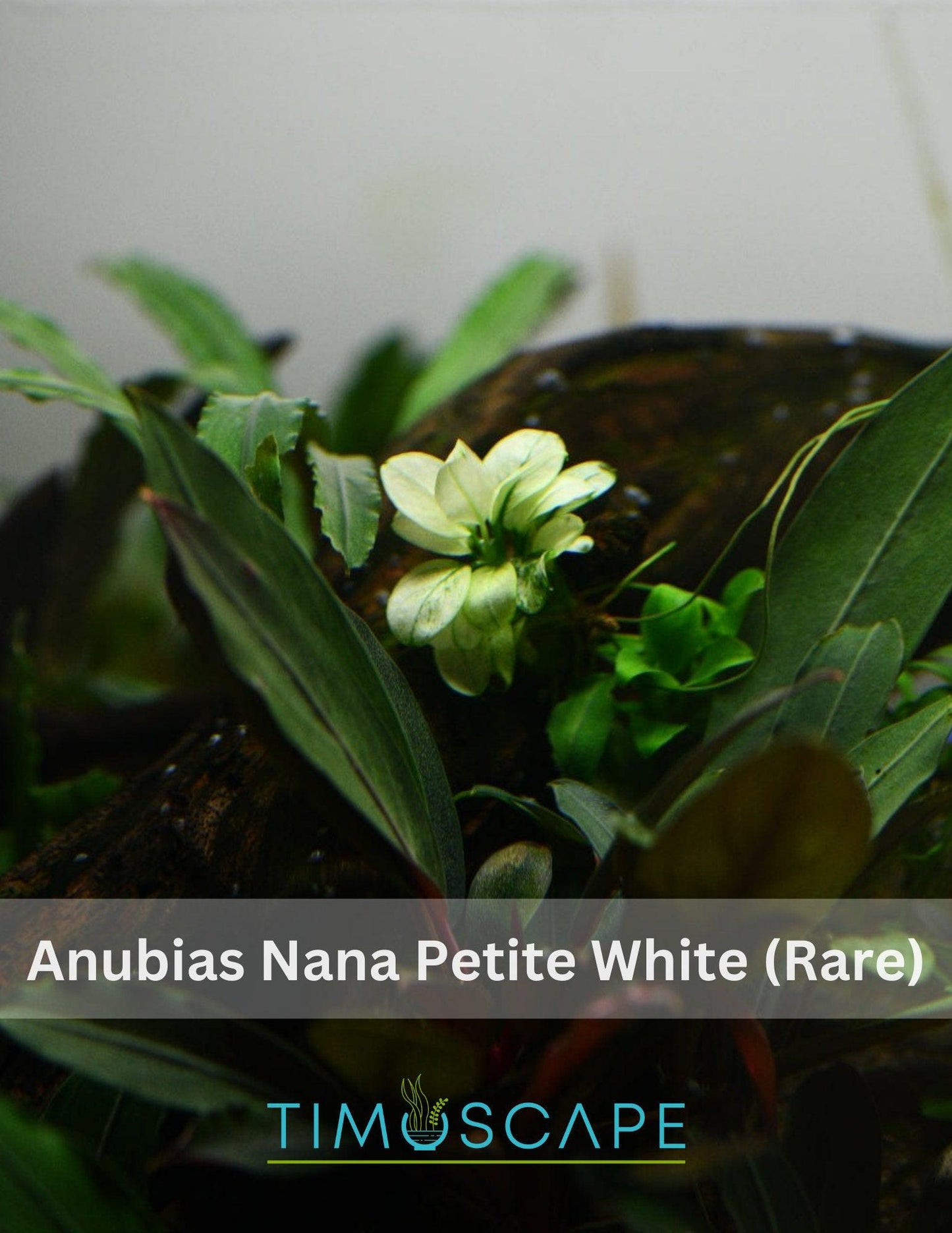 Buy 2 Get 1 Free * ANUBIAS Nana Petite White AQUARIUM PLANT, Rare Small Aquatic Low Light Plant For Terrarium, Fish Tank Decorations