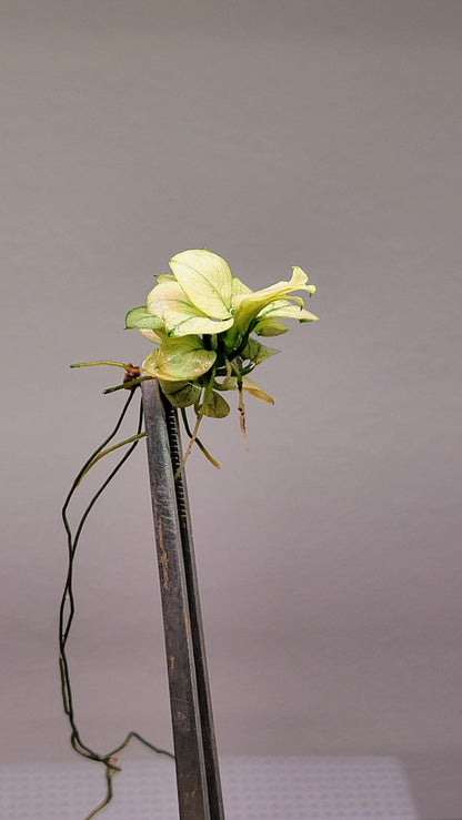 Buy 2 Get 1 Free * ANUBIAS Nana Petite White AQUARIUM PLANT, Rare Small Aquatic Low Light Plant For Terrarium, Fish Tank Decorations