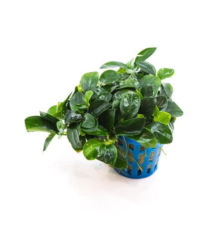 Anubias Nana Bonsai Japan Clump | Rare Live Aquarium Plant | Low Light Shrimp Safe | Driftwood Epiphyte Tank
