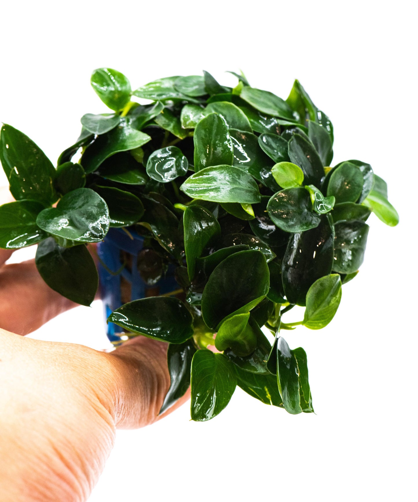 Anubias Nana Bonsai Japan Clump | Rare Live Aquarium Plant | Low Light Shrimp Safe | Driftwood Epiphyte Tank