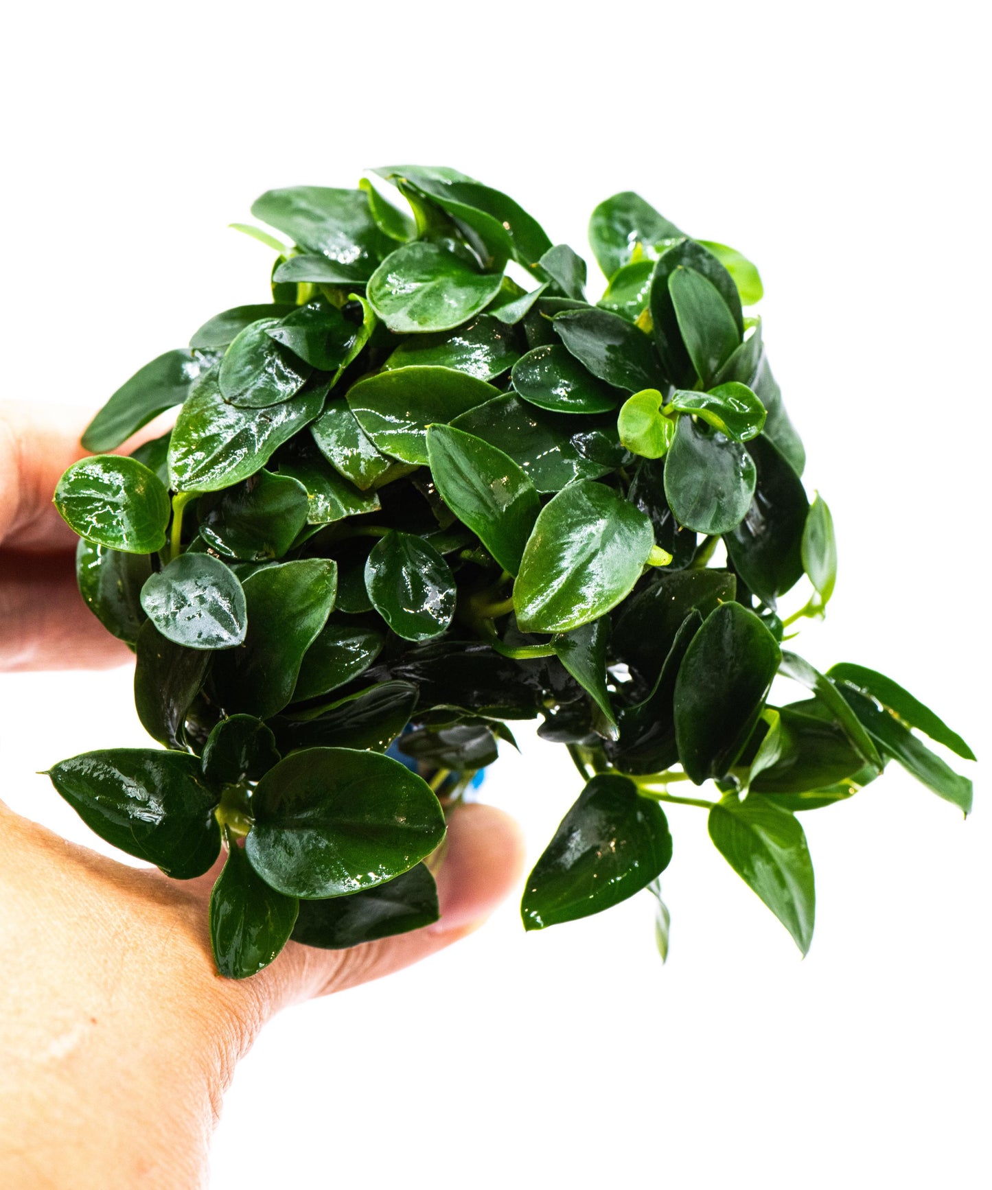 Anubias Nana Bonsai Japan Clump | Rare Live Aquarium Plant | Low Light Shrimp Safe | Driftwood Epiphyte Tank