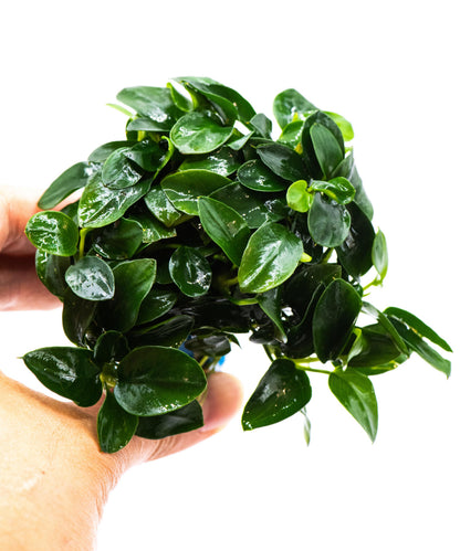 Anubias Nana Bonsai Japan Clump | Rare Live Aquarium Plant | Low Light Shrimp Safe | Driftwood Epiphyte Tank