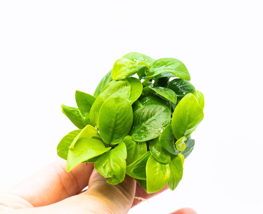 Anubias Nana Golden Leaf Clump | Rare Live Aquarium Plant | Low Light Shrimp Safe | Fish Tank Planted Tank