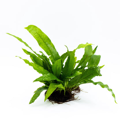Java Fern on Nutripad | Live Aquarium Plant | Low Light Easy Care | Shrimp Safe Beginner Planted Tank
