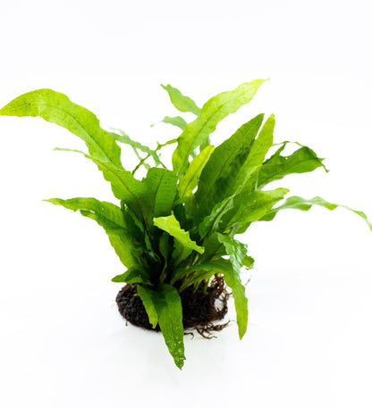 Java Fern on Nutripad | Live Aquarium Plant | Low Light Easy Care | Shrimp Safe Beginner Planted Tank