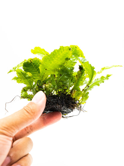 Java Fern Indo on Nutripad | Rare Live Aquarium Plant | Low Light Easy Care | Shrimp Safe Planted Tank