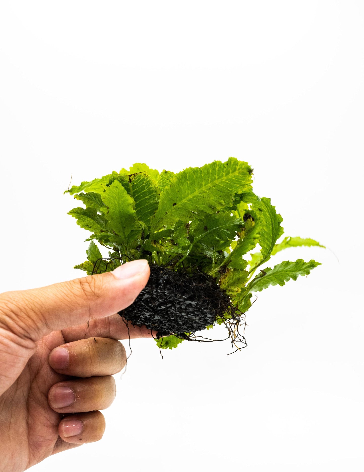 Java Fern Indo on Nutripad | Rare Live Aquarium Plant | Low Light Easy Care | Shrimp Safe Planted Tank