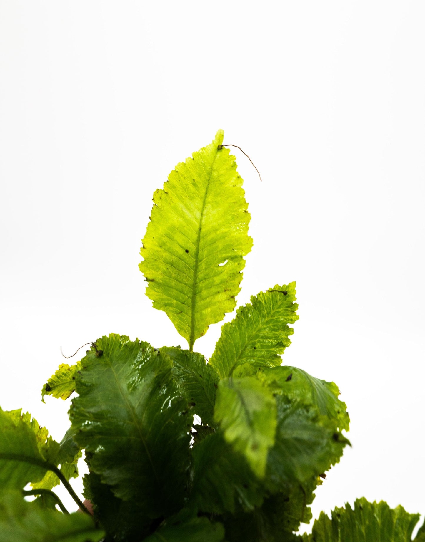 Java Fern Indo on Nutripad | Rare Live Aquarium Plant | Low Light Easy Care | Shrimp Safe Planted Tank