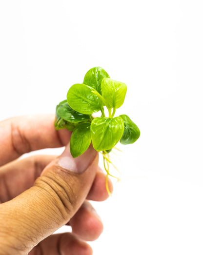 Buy 2 Get 1 Free - Anubias Nana Golden Leaf Mini | Rare Live Aquarium Plant | Low Light Shrimp Safe | Planted Tank