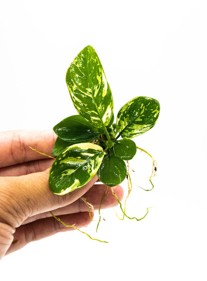 Anubias Varking Small Size - Rare Live Aquarium Plant Low Light Fish Tank Terrarium Plant Easy Care
