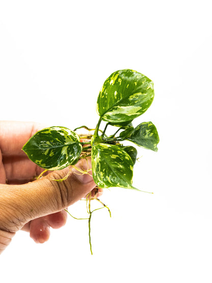Anubias Varking Small Size - Rare Live Aquarium Plant Low Light Fish Tank Terrarium Plant Easy Care