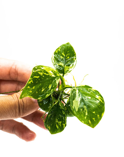 Anubias Varking Small Size - Rare Live Aquarium Plant Low Light Fish Tank Terrarium Plant Easy Care