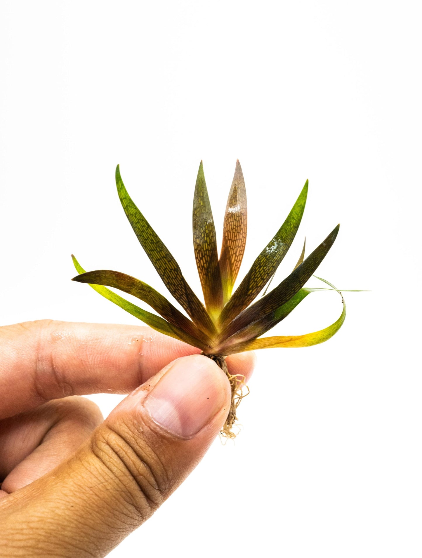 Buy 2 Get 1 Free - Xyris Sp. Red Rare Red Aquarium Plant Low Light Freshwater Plant for Fish Tank Terrarium