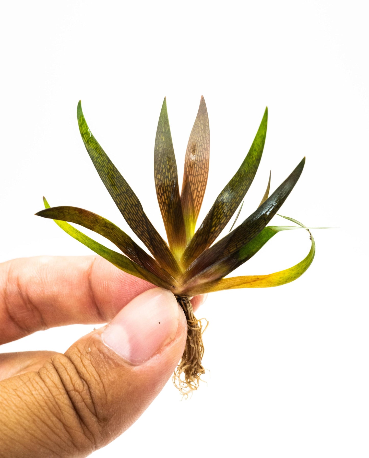 Buy 2 Get 1 Free - Xyris Sp. Red Rare Red Aquarium Plant Low Light Freshwater Plant for Fish Tank Terrarium