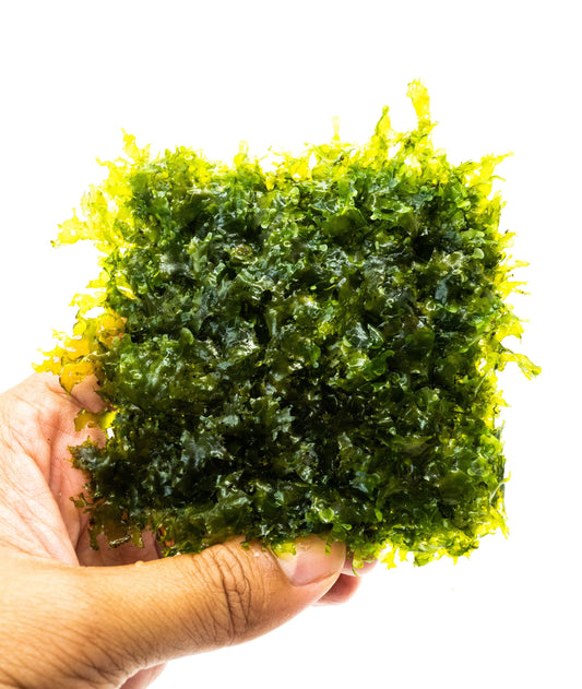 Subwassertang Moss Mat 3x3in - Live Aquarium Moss for Shrimp Tank Easy Low Light Freshwater Plant Terrarium Setup