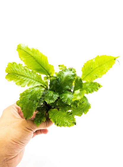 Java Fern Indo on Nutripad | Rare Live Aquarium Plant | Low Light Easy Care | Shrimp Safe Planted Tank