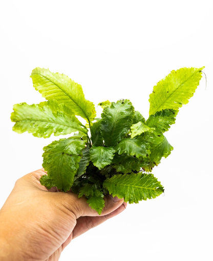 Java Fern Indo on Nutripad | Rare Live Aquarium Plant | Low Light Easy Care | Shrimp Safe Planted Tank