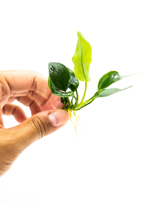 Buy 2 Get 1 Free - Anubias Nana Barteri Live Aquarium Plant Low Light Fish Tank Shrimp Safe Freshwater Plant