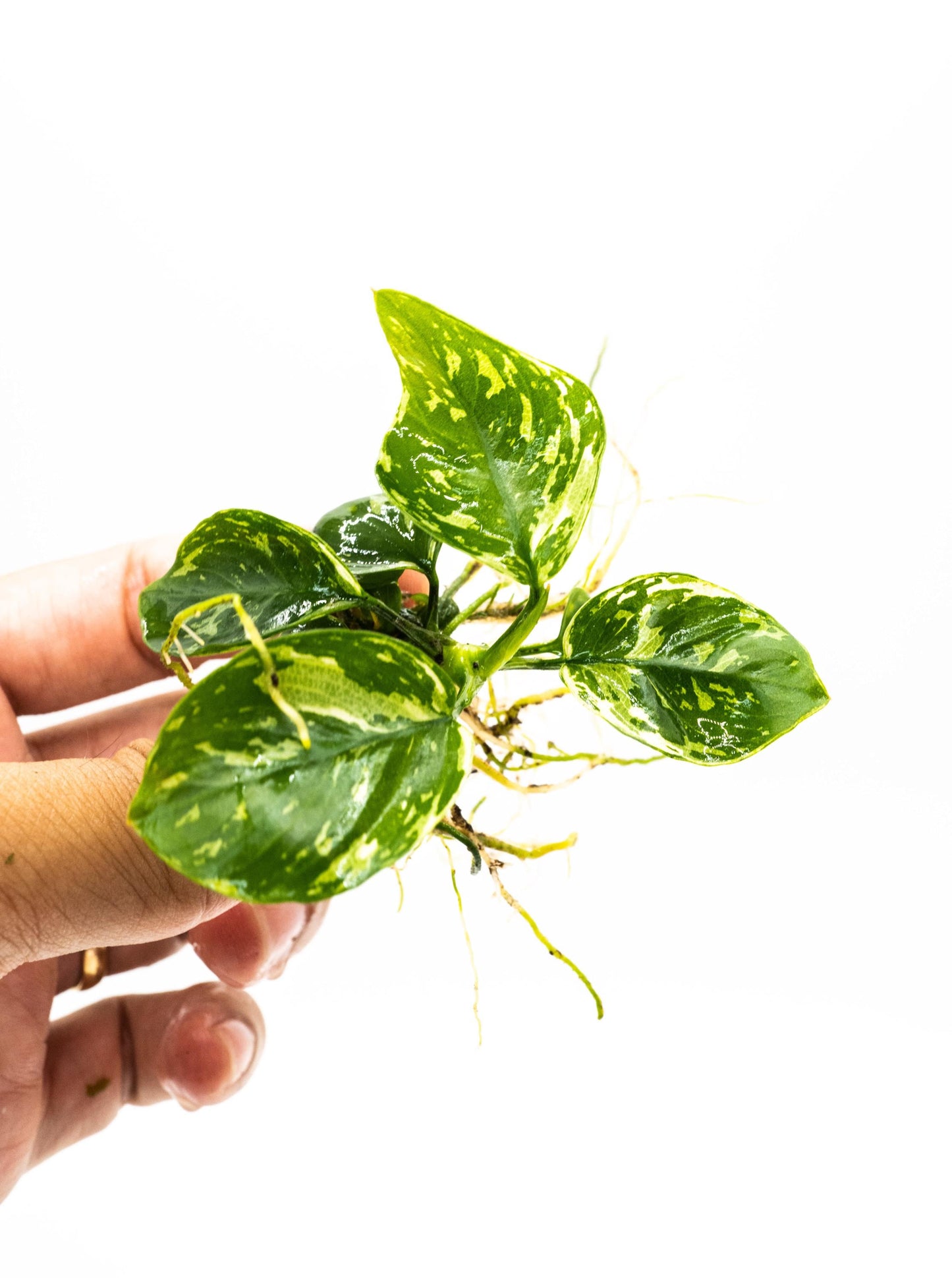 Anubias Varking Small Size - Rare Live Aquarium Plant Low Light Fish Tank Terrarium Plant Easy Care