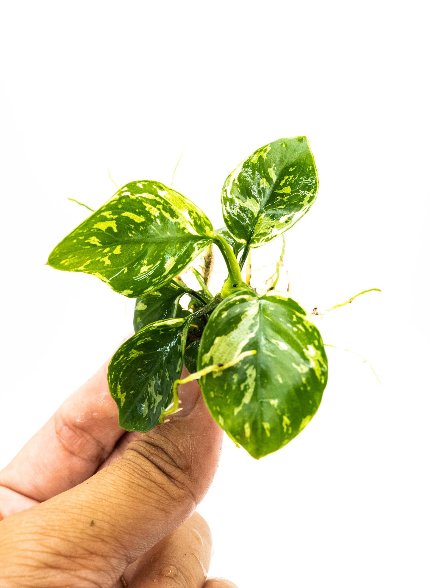 Anubias Varking Small Size - Rare Live Aquarium Plant Low Light Fish Tank Terrarium Plant Easy Care