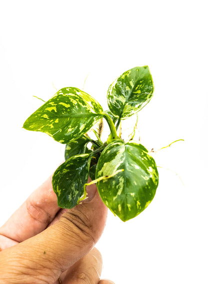 Anubias Varking Small Size - Rare Live Aquarium Plant Low Light Fish Tank Terrarium Plant Easy Care