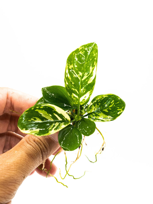 Anubias Varking Small Size - Rare Live Aquarium Plant Low Light Fish Tank Terrarium Plant Easy Care