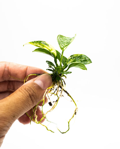 Anubias Varking Small Size - Rare Live Aquarium Plant Low Light Fish Tank Terrarium Plant Easy Care